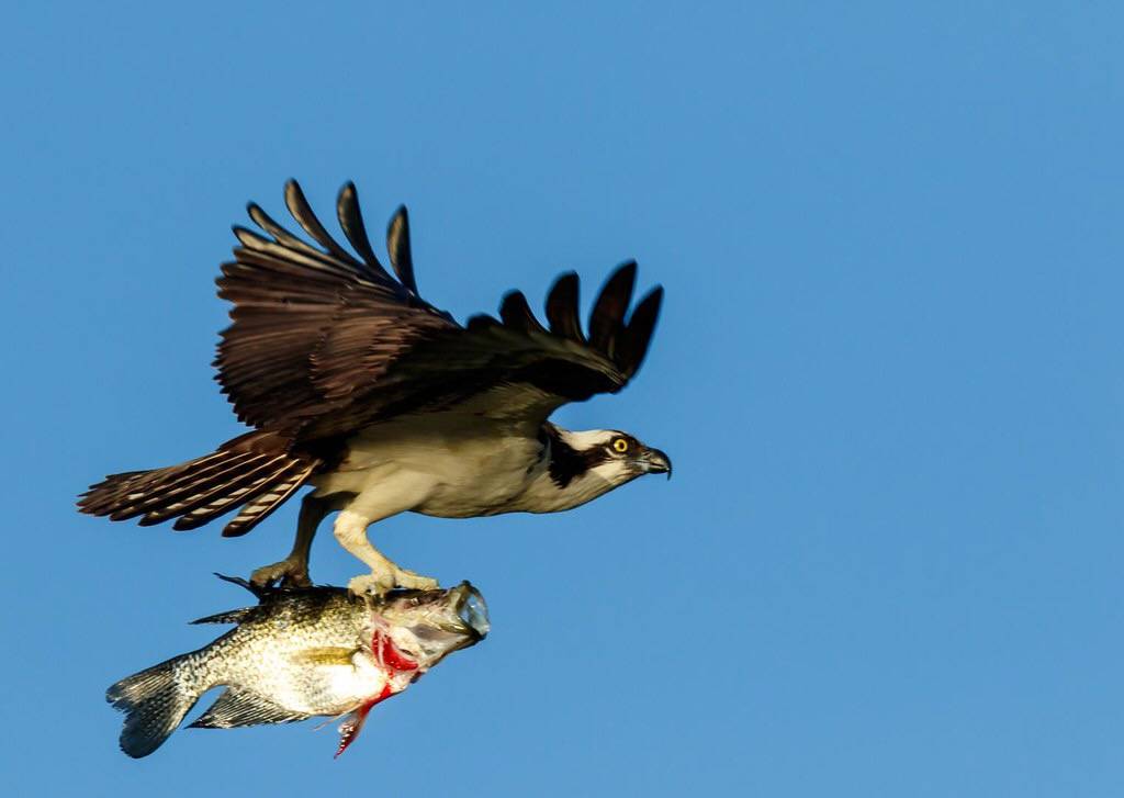 Osprey W- Catch Blue Cypress lake April 21, 2017 by Jitney58 is licensed under CC BY 2.0.